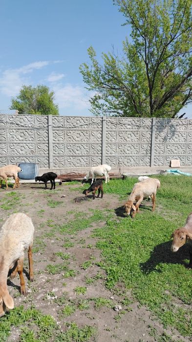 Продам Баранов хороших