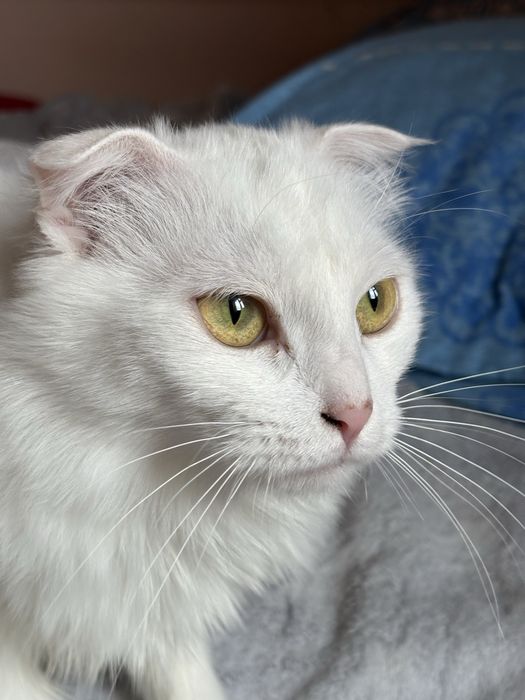 Отдаю в добрые руки двух кошечек