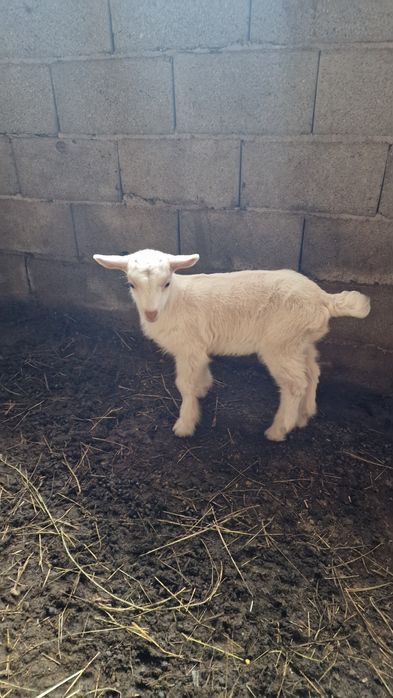 Capra Sannen originala,  cu ieduță, foarte buna de lapte