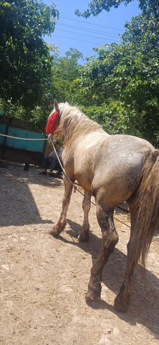 Vand cal sur -12 ani