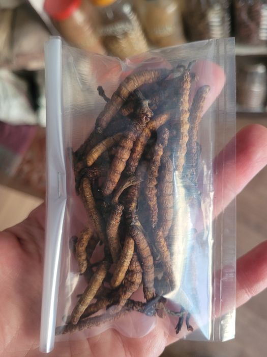 Кордицепс ясагумба из Непала