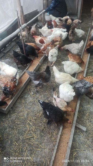 Kürk toviqlar bemalol