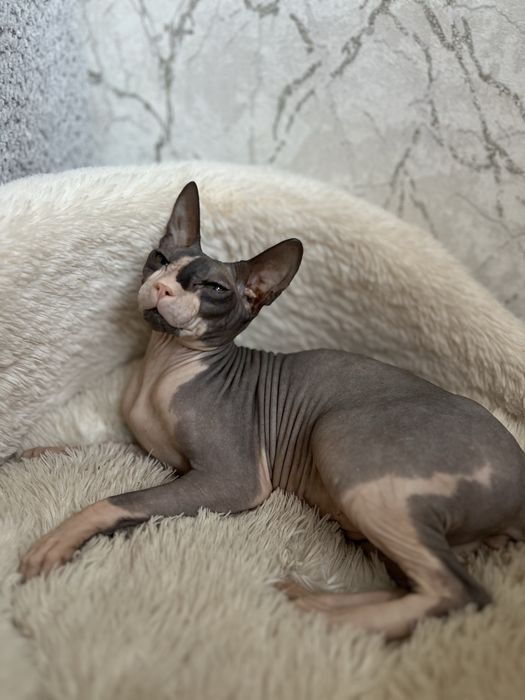 Котята сфинкса бронь