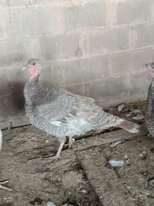 Индюшки     индюшки