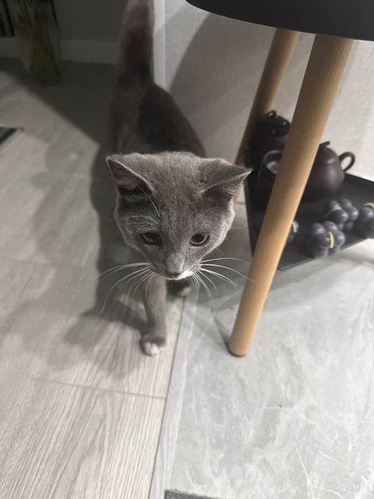 Заберите котика в добрые руки