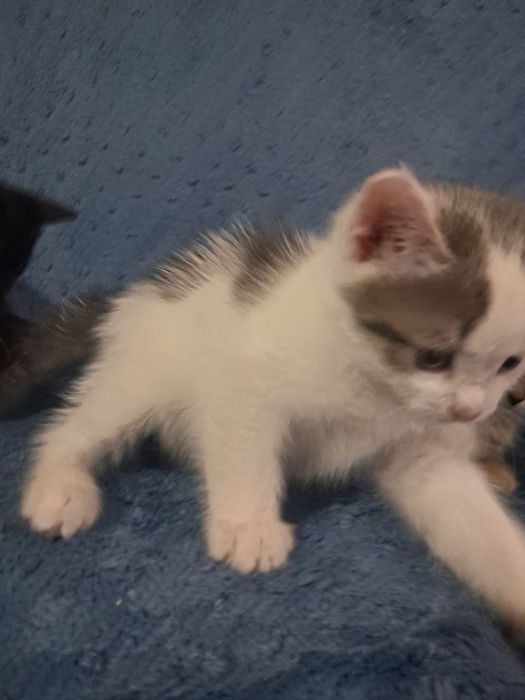 Отдам котят 1.5 месяные