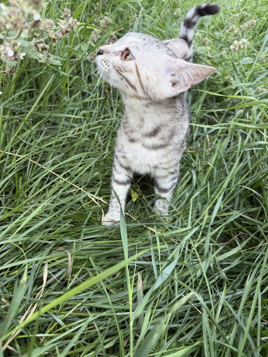 Котенок Луиза ждет свои добрые руки, ответственную семью