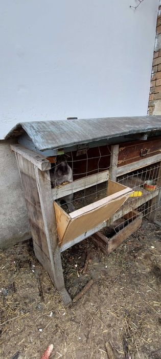 Cuşcă pt Iepuri cu acoperiș!