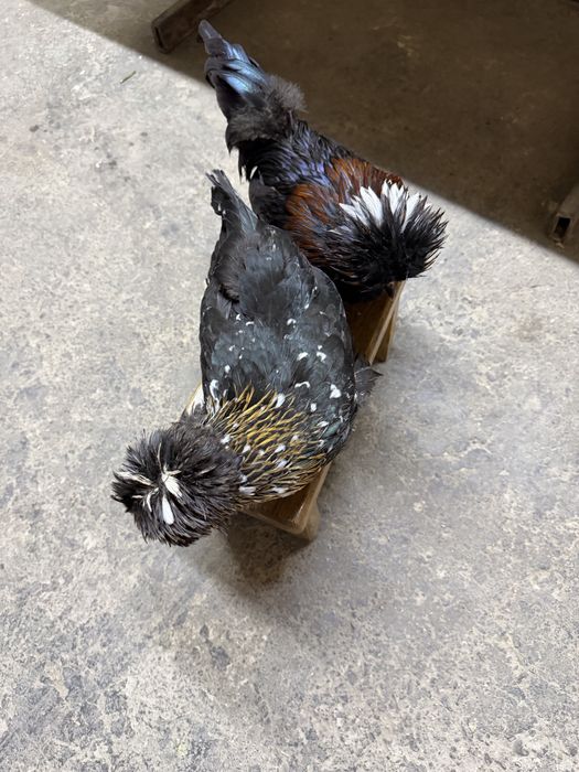 Султанка пара несутся