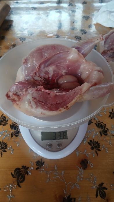 Prepelite polare gigant xxl