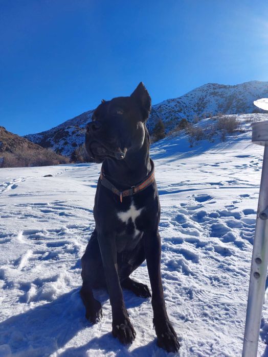 Внимание! Пропала собака! Друг!