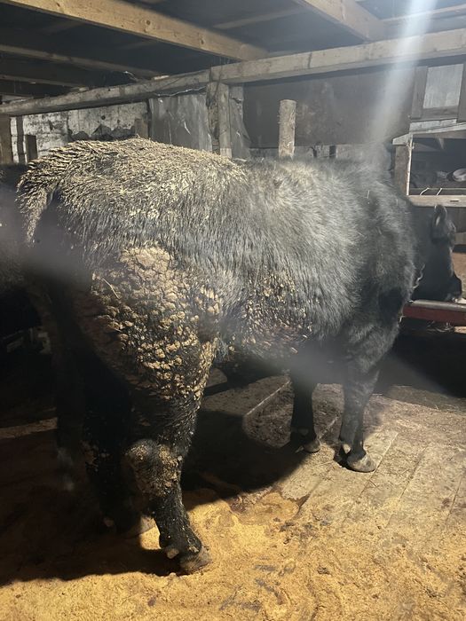 Ангус возрост 1,8