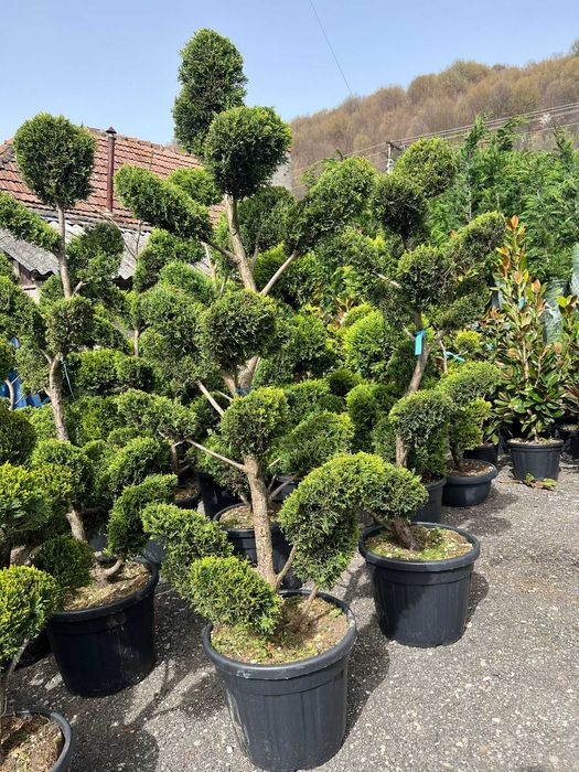 Palmieri cicas plante ornamentale