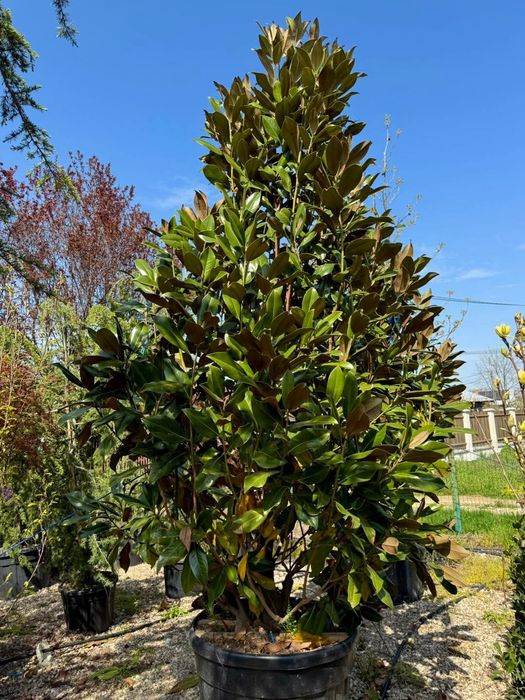 Magnolie grandiflora  copac + tufa