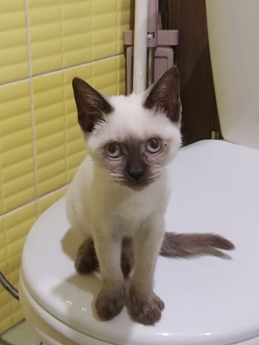 Отдам в добрые руки котенка Гав