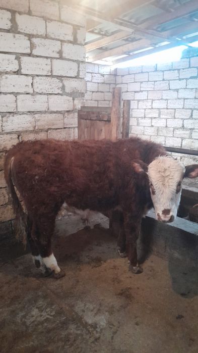 Семіз бұқалар сатылады!!