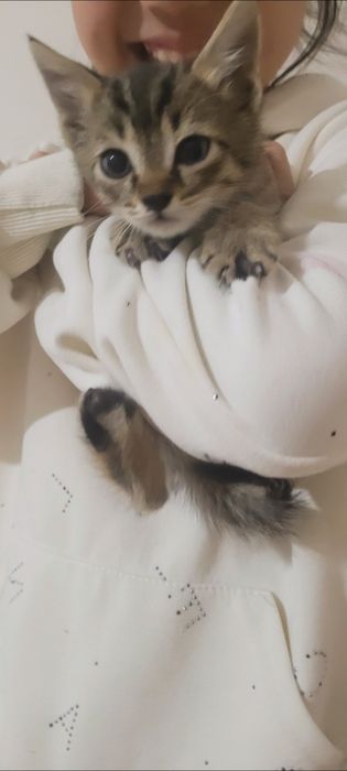 Отдам в добрые и ответственные руки