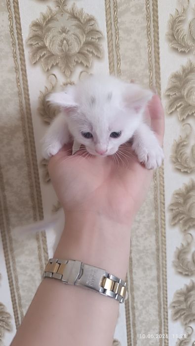 Продаются котята