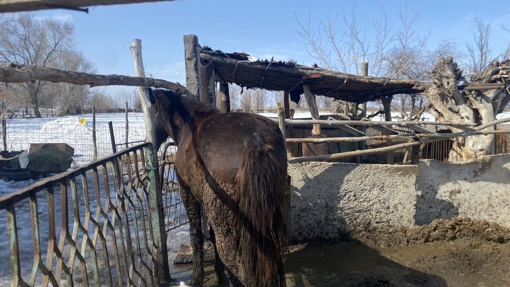 Семіз жуас саудасы бар