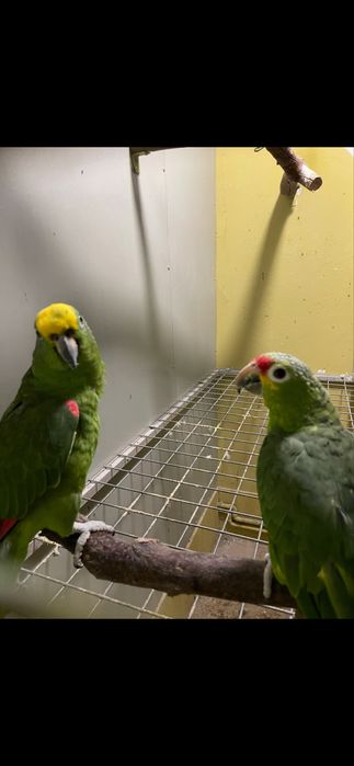 Papagali caique & amazon