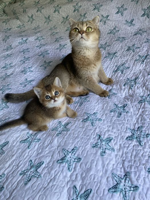 Котята золотая шиншилла