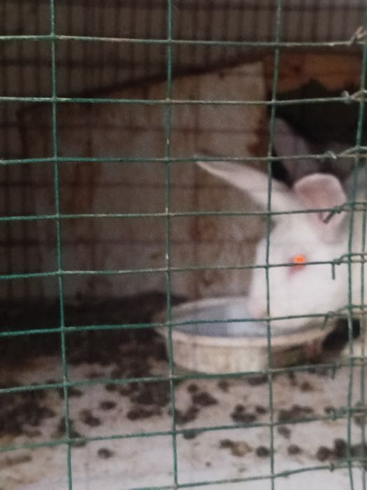 Quyon 2 para mahalliy quyonlar