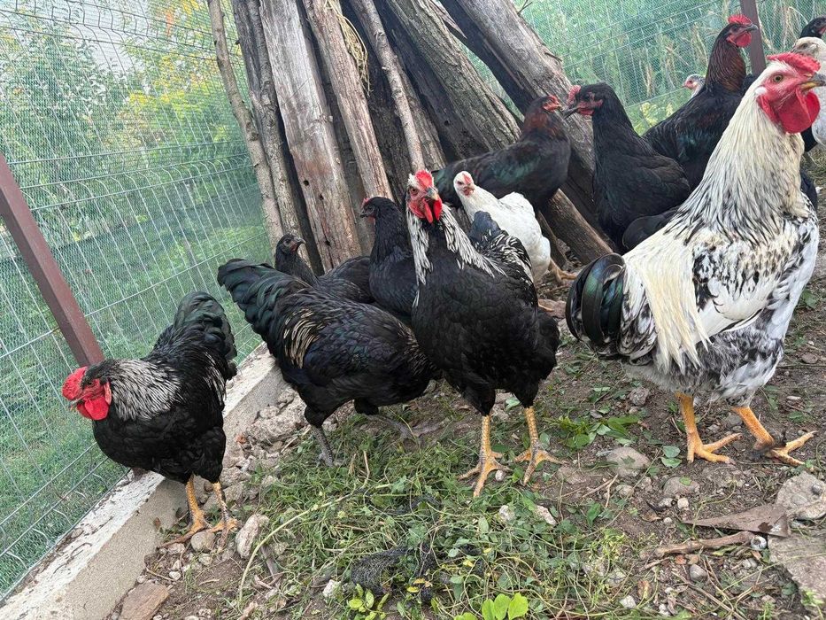 Cocosi de curte rasa Astrolop