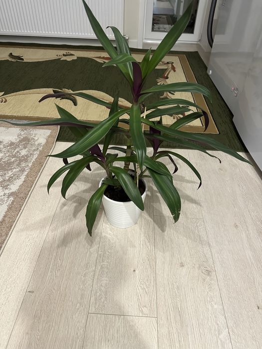 Продам комнатные цветы от 1000 тг