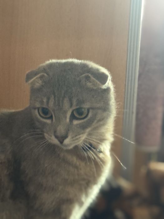 Коты и кошки Аксу бесплатно