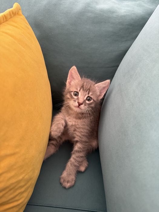 Котенок бесплатно