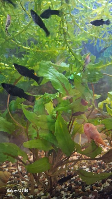 Моллинезия черная