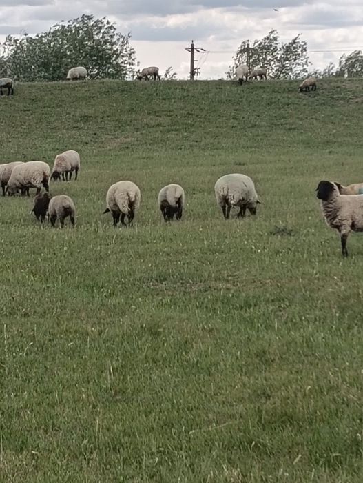 Vând miei bine întreținuți