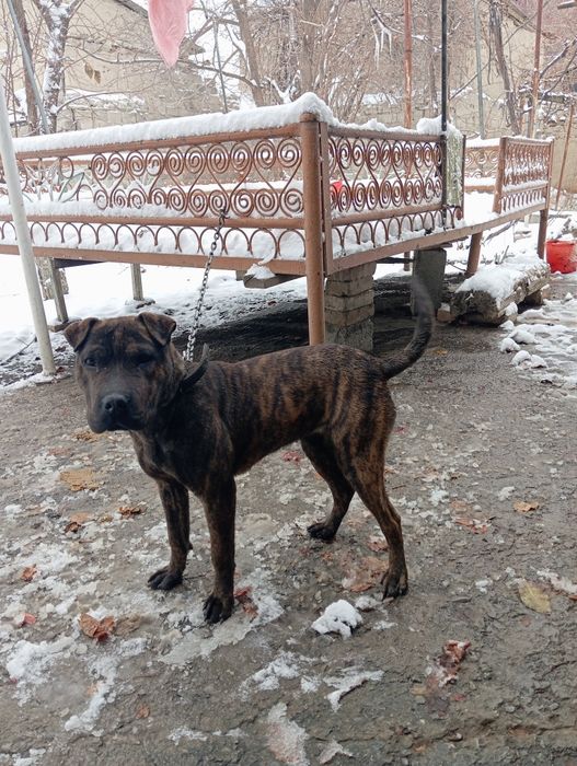 Amerkanskiy buldog sotiladi