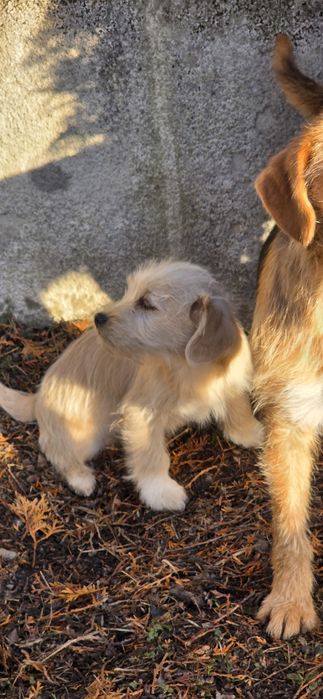 Donez un catel de curte