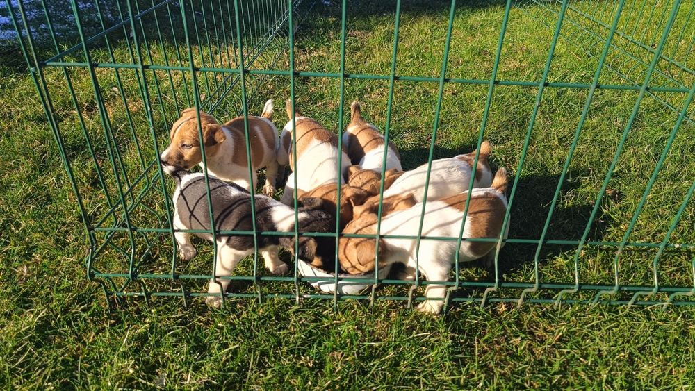 Джак ръсел териер