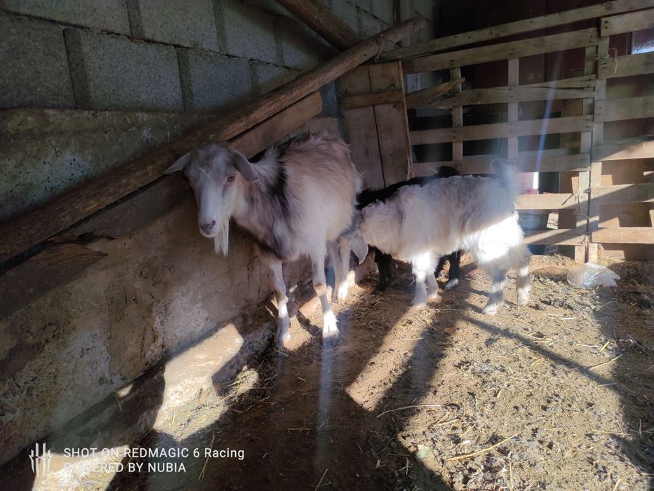 Ешкы сатылады каза