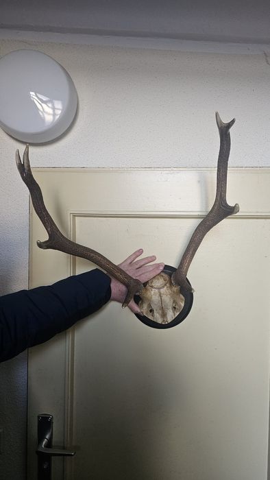 Coarne de cerb germane