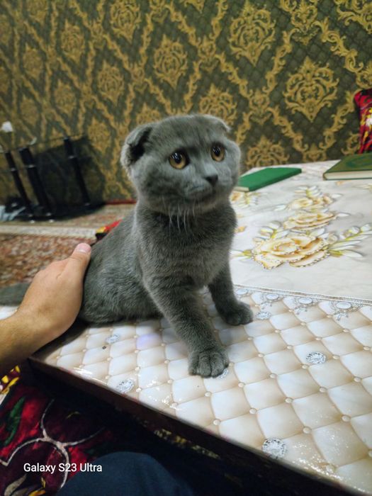 Шикарный шотландский вислоухий котенок (Скоттиш-фолд), 4 месяца
