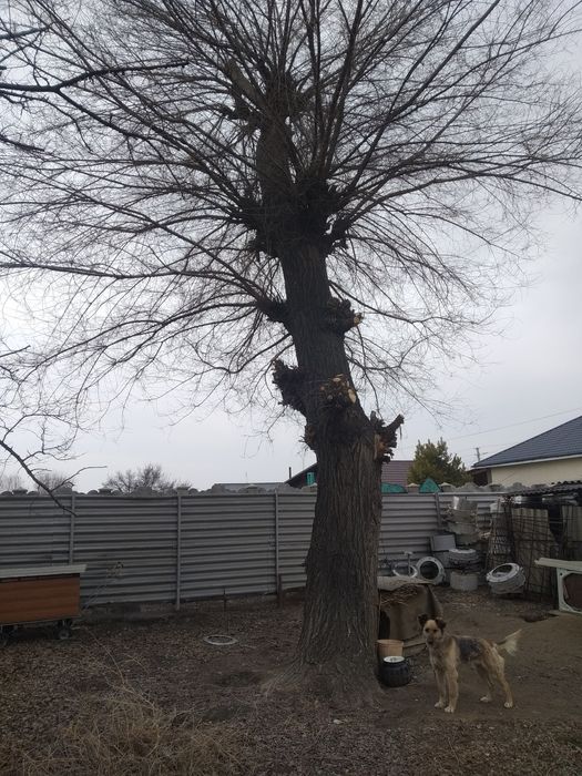 Большое дерево карагач