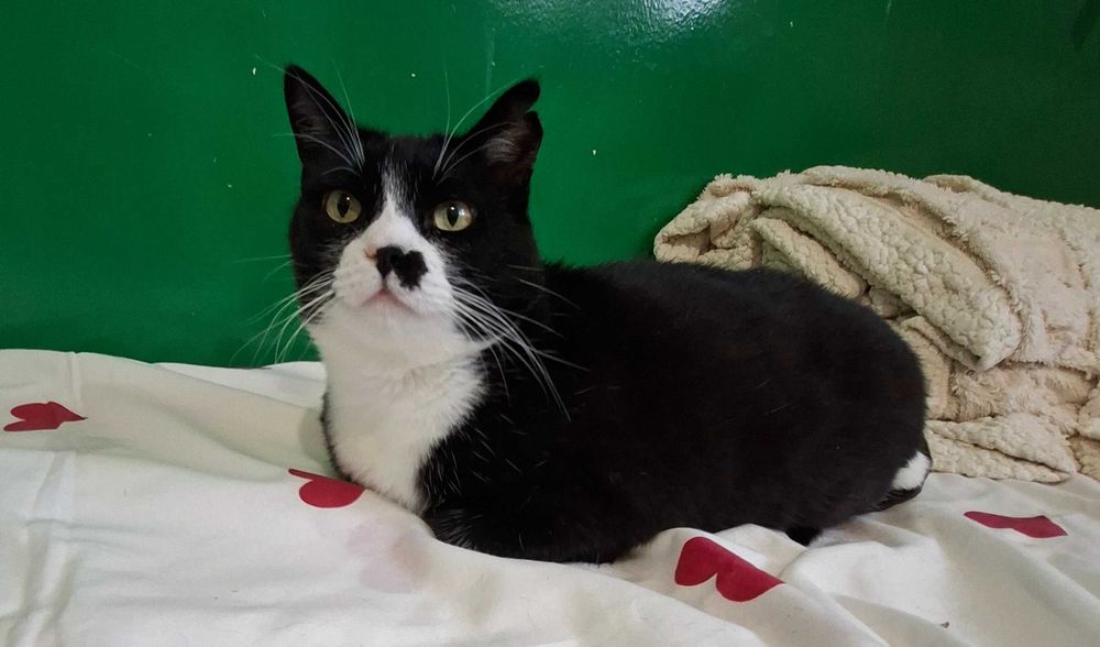 Adoptie pisica cuplu Martafoii, curte, se aduc in tara