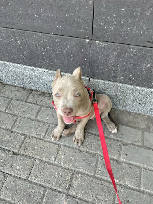 Продам щенка Амбулли