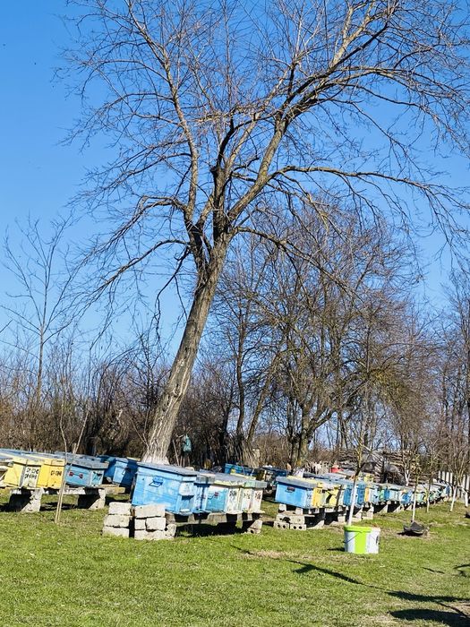 Vând familii de albine puternice – pregătite pentru sezon