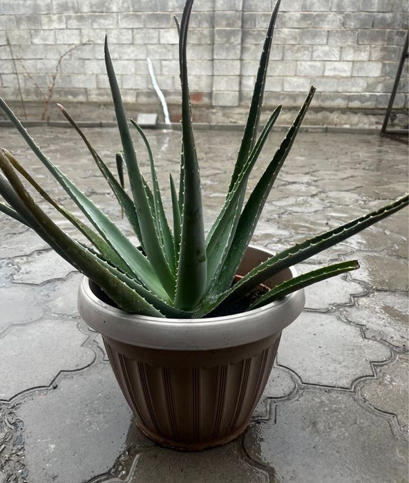 Алое 6-7 жылдык,емге жаксы