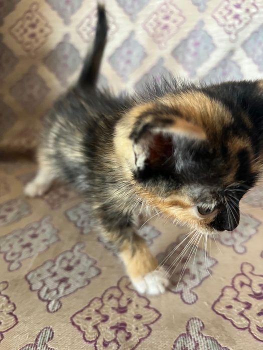 Котенок девочка 3 месяца