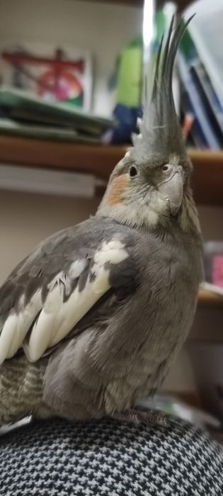 Породам кореллу девачку