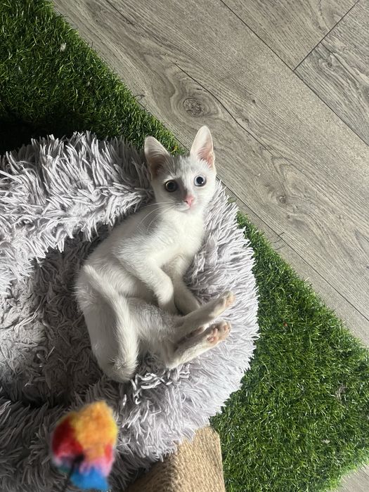 Кошка в доьрые руки