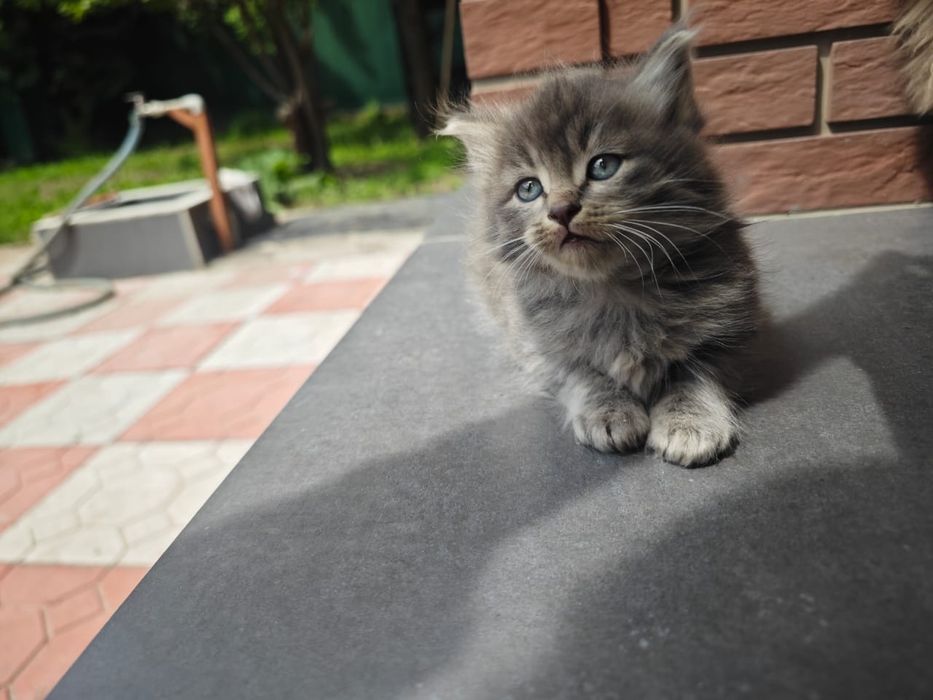 Отдам котят 1,5 месяца