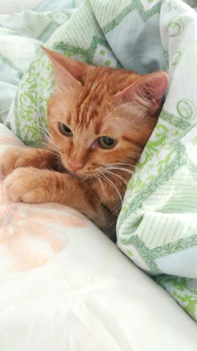 Срочно рыжее солнышко ищет дом