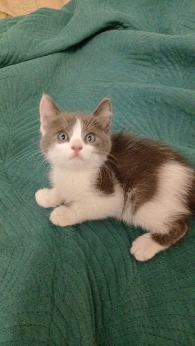 Котята 3р месяца
