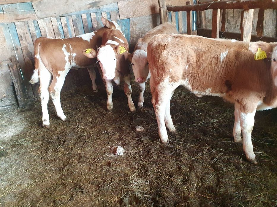 Vand 8 vitele baltate si 1 tauras